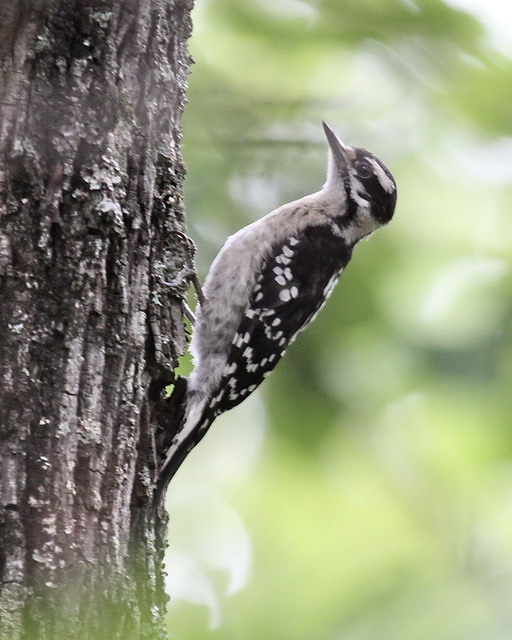 Downy Woodpecker